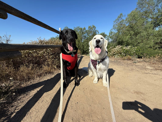The Effects of Dogs on Human Health and Well Being