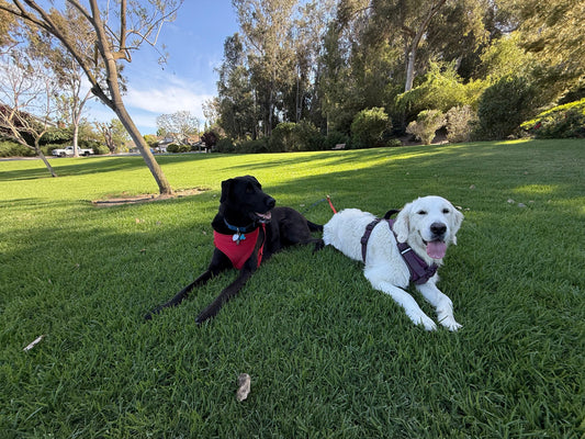 The Positive Effects of Dogs on Seniors